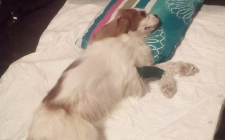 Zbiórka Leczenie Carmela - zdjęcie główne