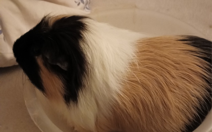 Zbiórka Zbiórka dla świnki morskiej - zdjęcie główne