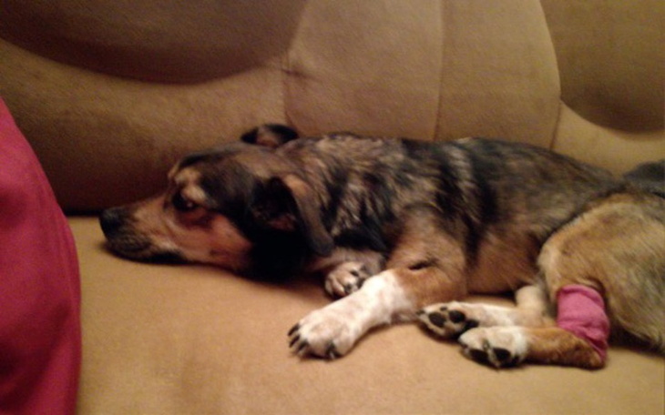 Zbiórka Pomoc dla Brownie - zdjęcie główne