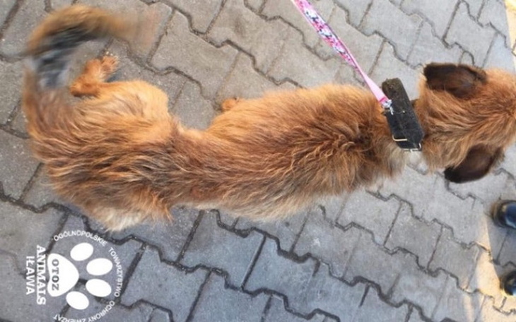 Zbiórka NAKARM Borka ! - zdjęcie główne