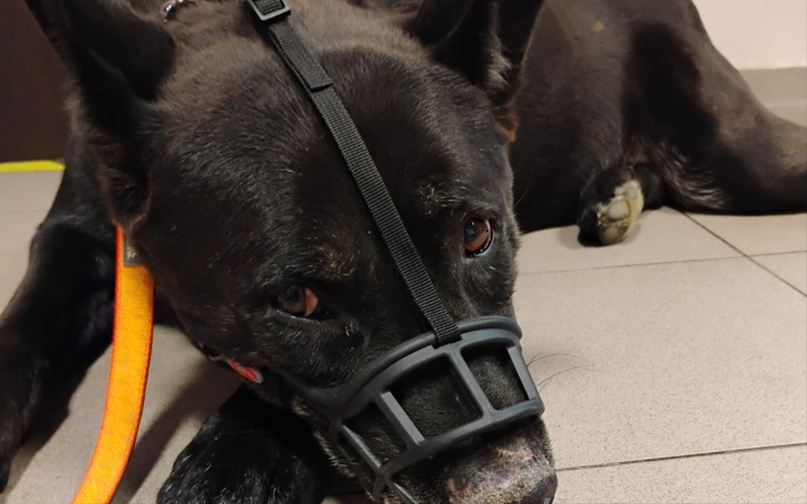 Czarny pies w kagańcu leżący na podłodze.