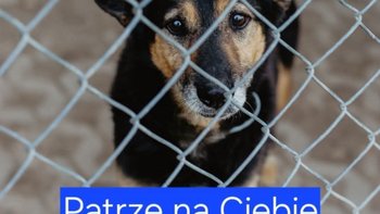 Zbiórka Stop Kleszcze 2025 - miniaturka zdjęcia