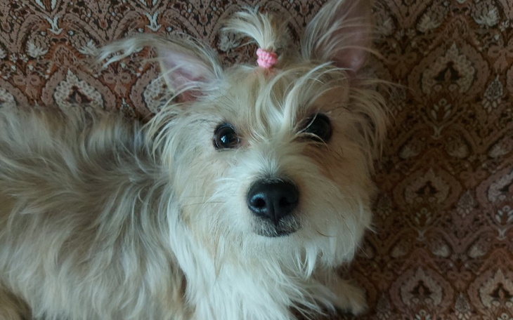 Zbiórka Zdrowie dla Stefci - zdjęcie główne