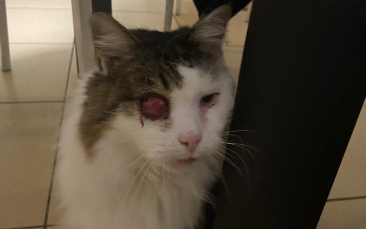 Zbiórka Stary kot Mruczek prosi o pomoc - zdjęcie główne