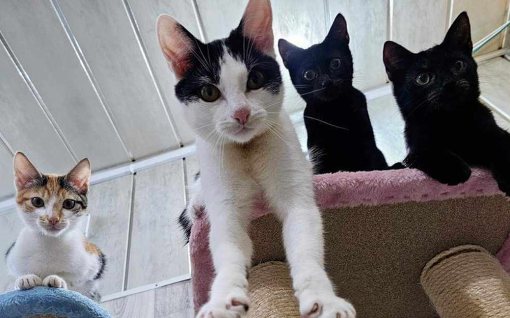 Zbiórka Pomoc kociarni ArbuZa - zdjęcie główne