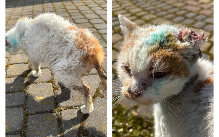 Zbiórka Kociak w dramatycznym stanie SOS - zdjęcie główne