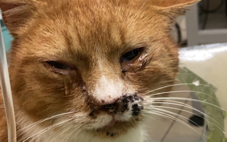 Chory kot z raną na pyszczku, potrzebujący opieki weterynaryjnej.