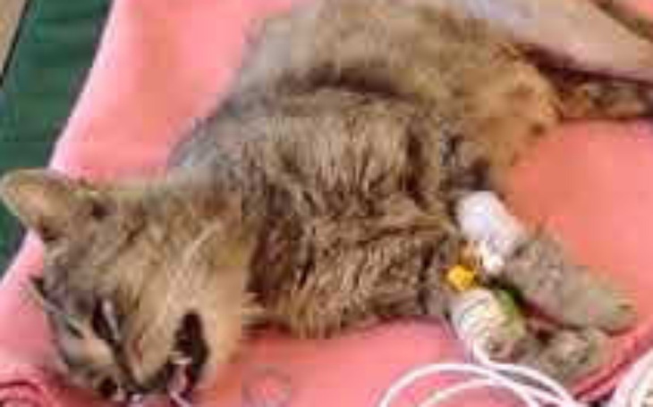 Zbiórka Ratujemy łapkę Morissa - zdjęcie główne