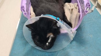 Zbiórka Vet diagnostyka - styczeń - miniaturka zdjęcia