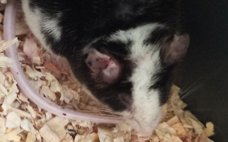 Zbiórka Uratujmy uszy Kayna... - zdjęcie główne