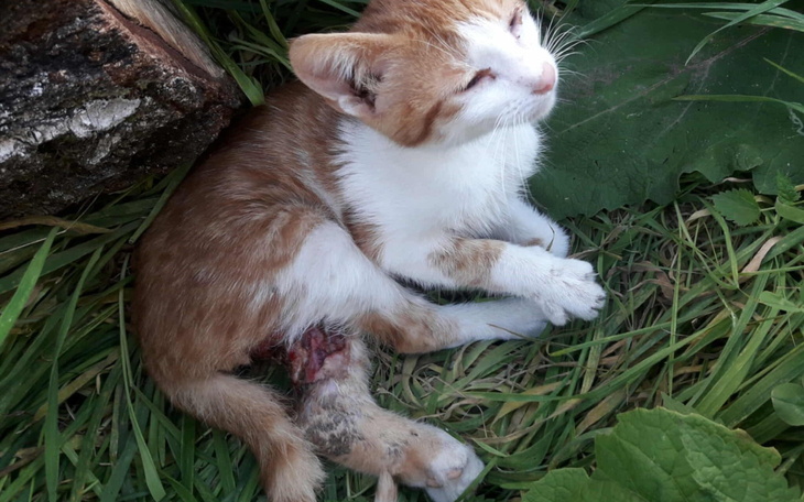 Mały kotek z raną, leżący na trawie.
