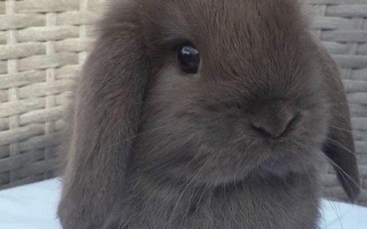 Słodki królik o szarym futrze, siedzący na białym tle.