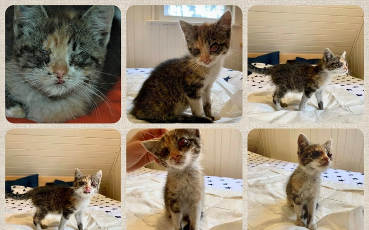 Zbiórka Niewidoma kotka Mojra leczenie - zdjęcie główne