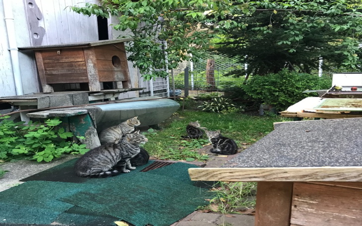 Zbiórka Na Kastrację i Karmę Działki - zdjęcie główne