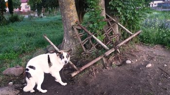 Zbiórka Świat o długości... łańcucha - miniaturka zdjęcia