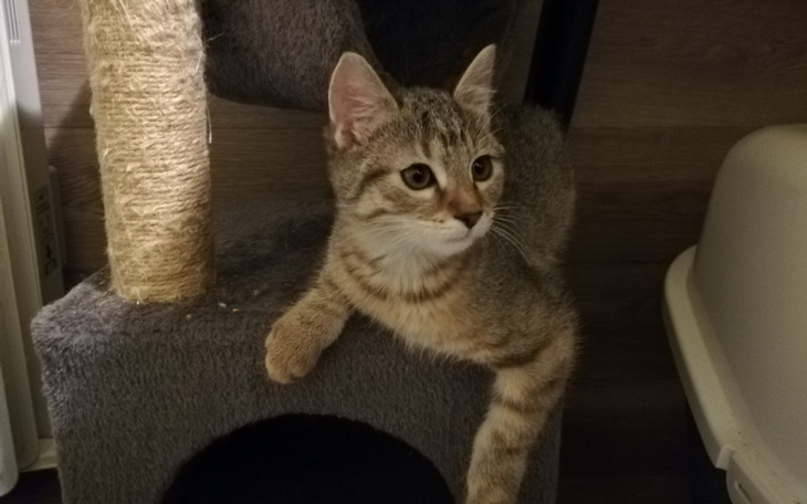 Zbiórka 2 dni ogrzewania kociarni e13 - zdjęcie główne