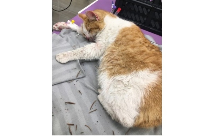 Zbiórka Kot po wypadku zwichnięta żuchwa - zdjęcie główne