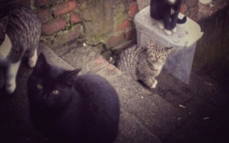 Zbiórka Pomożesz bezdomnym kotom ? - zdjęcie główne