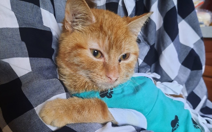 Zbiórka Inka prosi o pomoc - zdjęcie główne