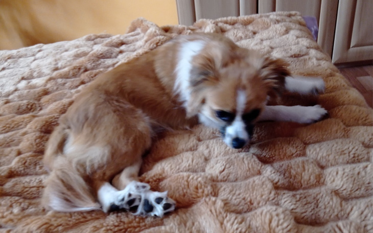 Zbiórka Operacje i rehabilitacje Majki - zdjęcie główne