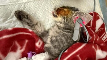 Zbiórka Na oślep szedł po pomoc - miniaturka zdjęcia