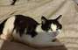 Zbiórka Na leczenie kotka Miśka - miniaturka zdjęcia