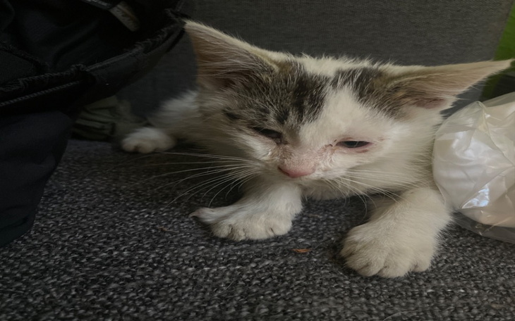 Zbiórka Kocia znajda potrzebuje pomocy - zdjęcie główne