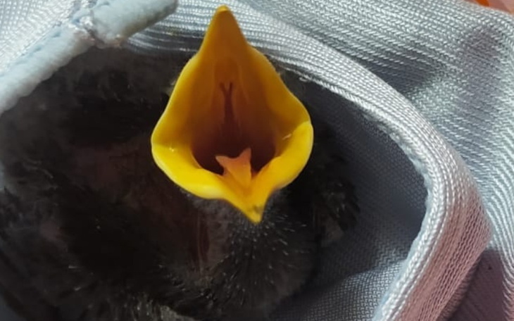 Pisklę z otwartym dziobem, domagające się jedzenia.