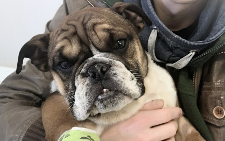 Zbiórka Wandzia chce żyć! - zdjęcie główne