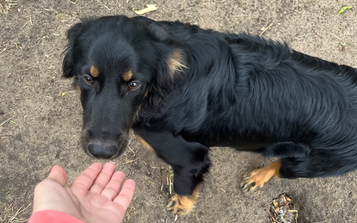 Zbiórka Ratujemy przed schroniskiem - zdjęcie główne