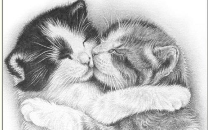 Zbiórka Wakacyjna zbiórka kocich puszecz - zdjęcie główne