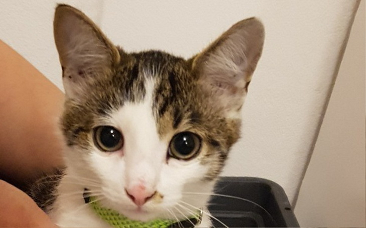 Zbiórka operacja Maniusia - zdjęcie główne