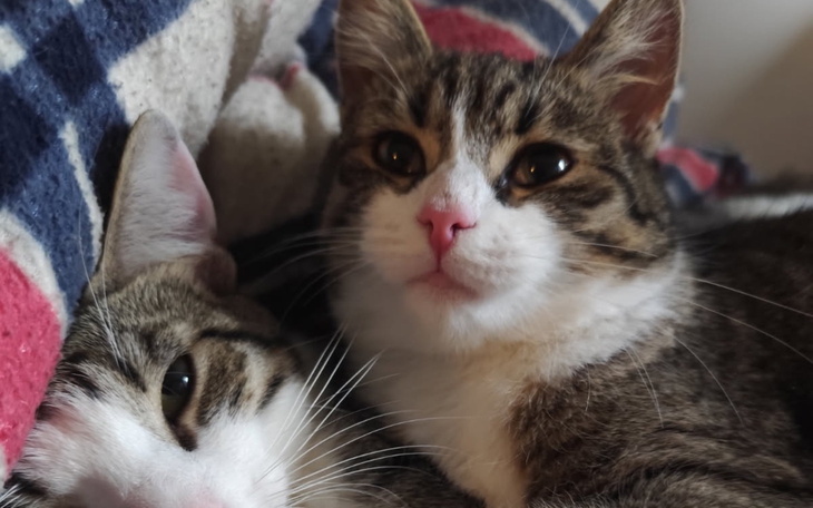 Dwa koty leżące obok siebie, wyglądające na zrelaksowane.