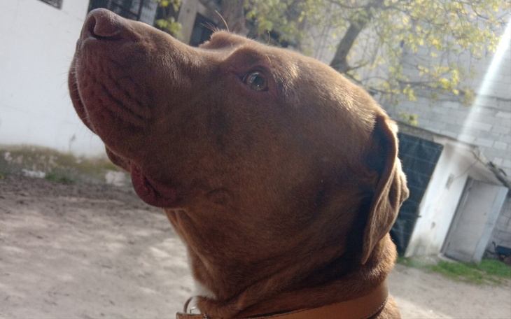 Zbiórka Na sterylizację psa pitbulla - zdjęcie główne