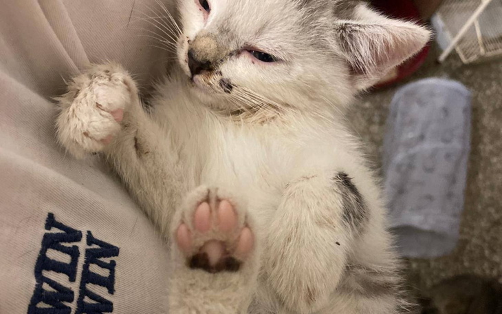 Kociak z białymi i szarymi łatami.