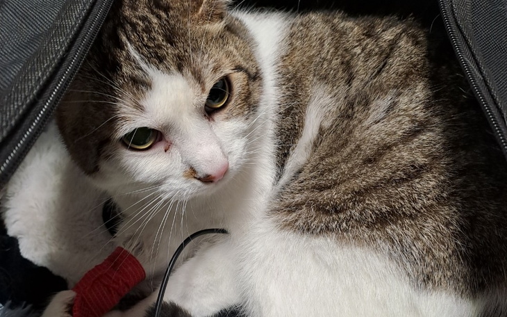 Zbiórka Leczenie chorego Simby - zdjęcie główne