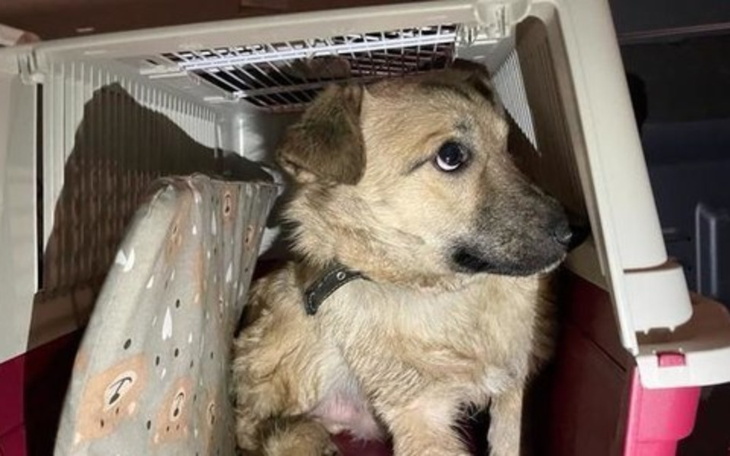 Pies w transporterze, z ciekawym spojrzeniem.