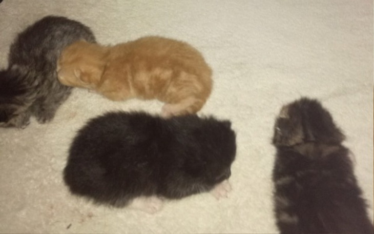 Zbiórka Kocieta uratowane  z bagażnika - zdjęcie główne