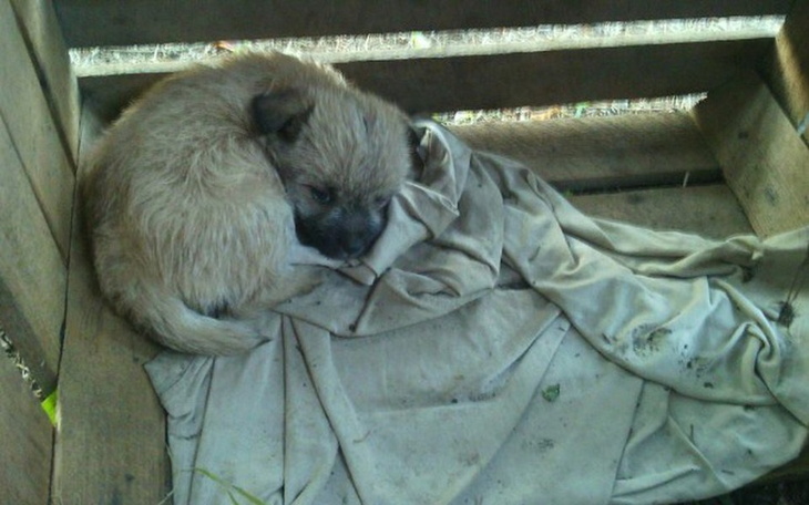 Zbiórka zbieramy dla pieska - zdjęcie główne