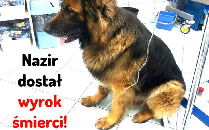 Zbiórka Nazir walczy o normalne życie - zdjęcie główne