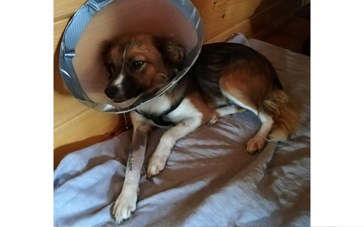 Zbiórka Łapa Cykorii - zdjęcie główne