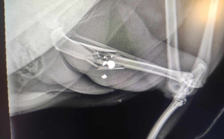 Zbiórka Na zabieg po postrzeleniśrutówki - zdjęcie główne