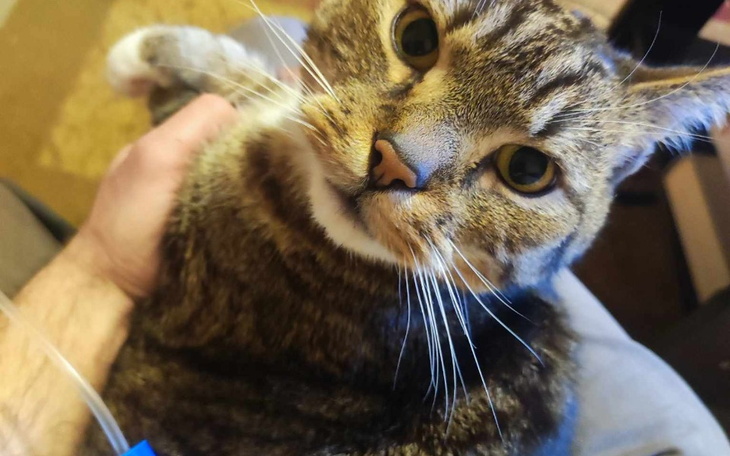 Zbiórka Na leczenie Pana Kotka Tofika - zdjęcie główne