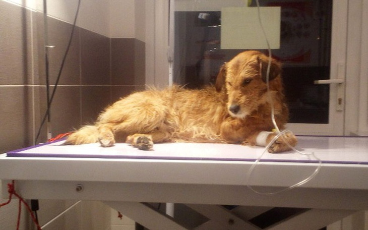 Zbiórka Newton pies ktory uciekl smierc - zdjęcie główne