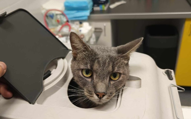 Zbiórka Pomóż Buraskowi - zdjęcie główne