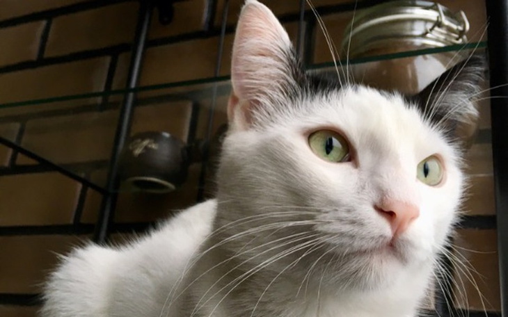 Zbiórka operacja mojego ulubionego kota - zdjęcie główne