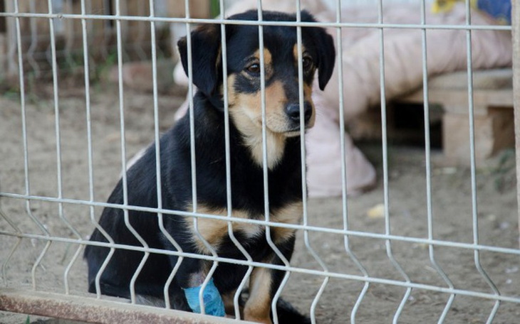Zbiórka Uratuj mnie! - zdjęcie główne