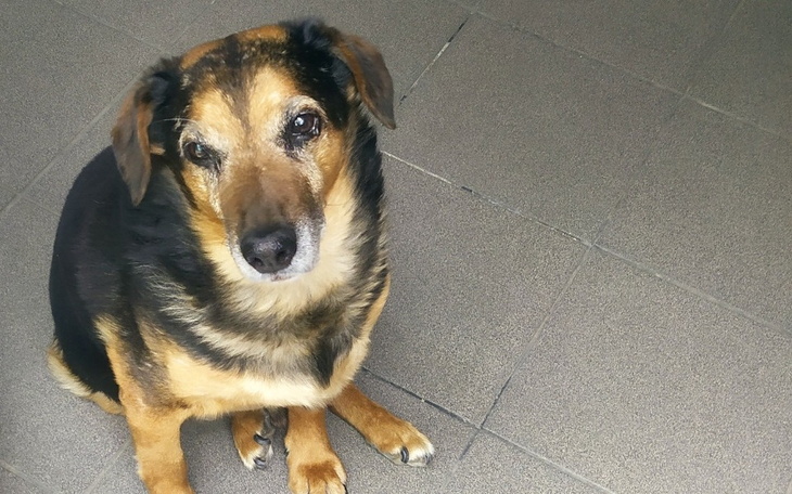 Zbiórka karma dla psa Miśka - zdjęcie główne