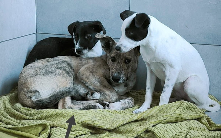 Trzy szczenięta leżące na kocu, przytulone do siebie.
