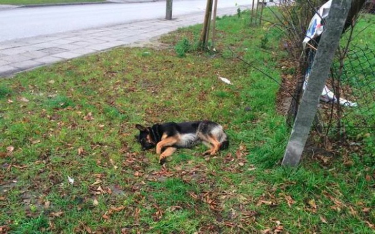 Zbiórka Operacja leczenie bezdomnego psa - zdjęcie główne